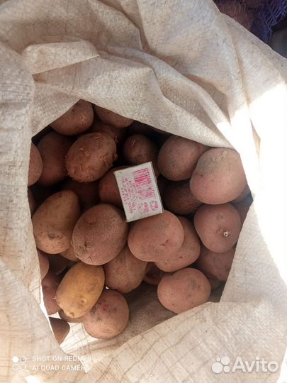 Семенной картофель