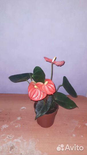 Антуриум микс