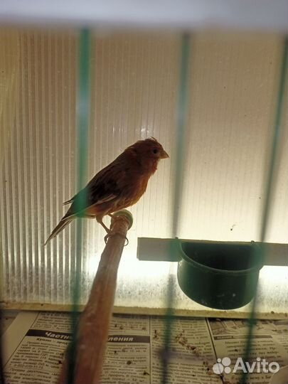 Кенеры и канарейки