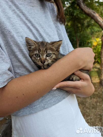 Котенок в добрые руки