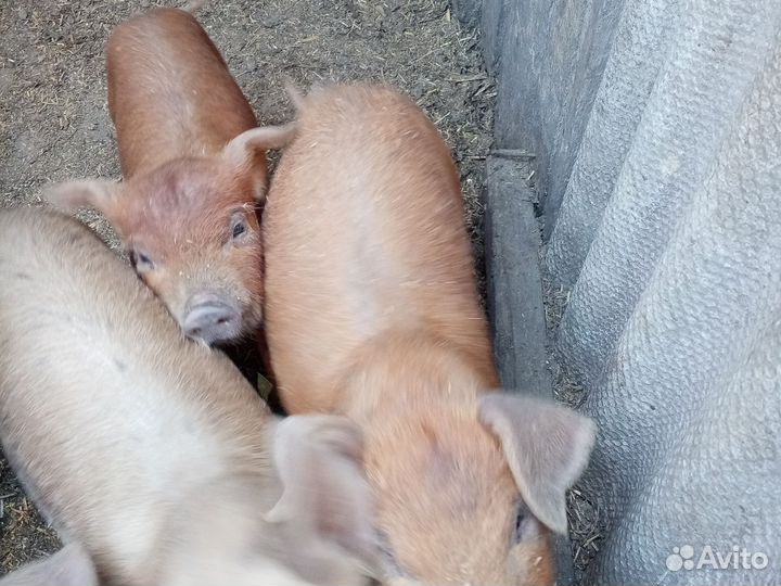 Поросята дюрок чистокровный
