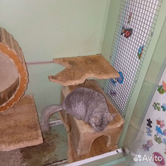 Серебристая шиншилла