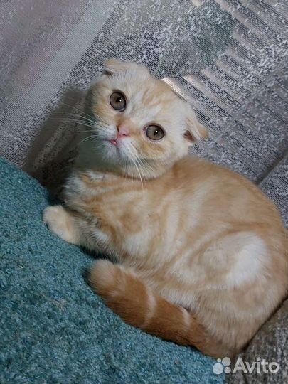 Шотландские вислоухие котята