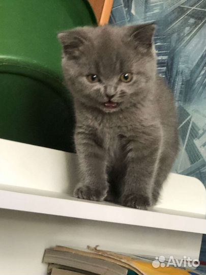 Шотландские котята