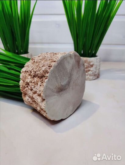 Искусственные цветы Осока в гипсовом кашпо