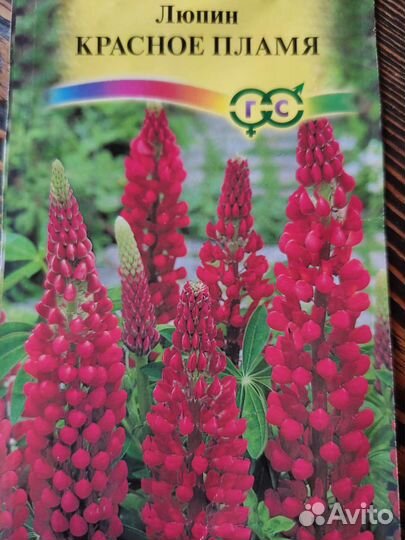 Люпин рассада