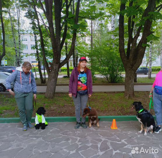 Кинолог, дрессировка собак