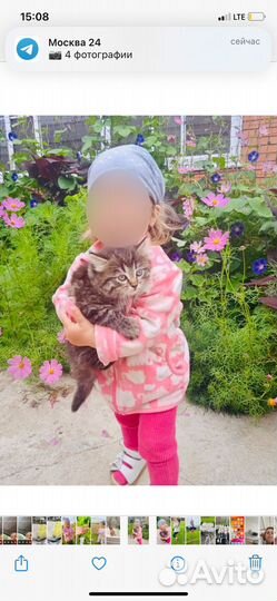 Сибирская кошка