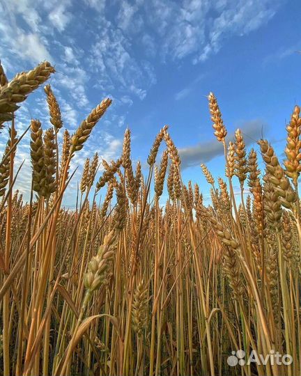 Яровая пшеница