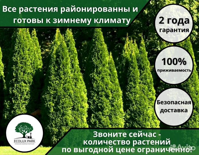 Туи 1,8м оптом из питомника 