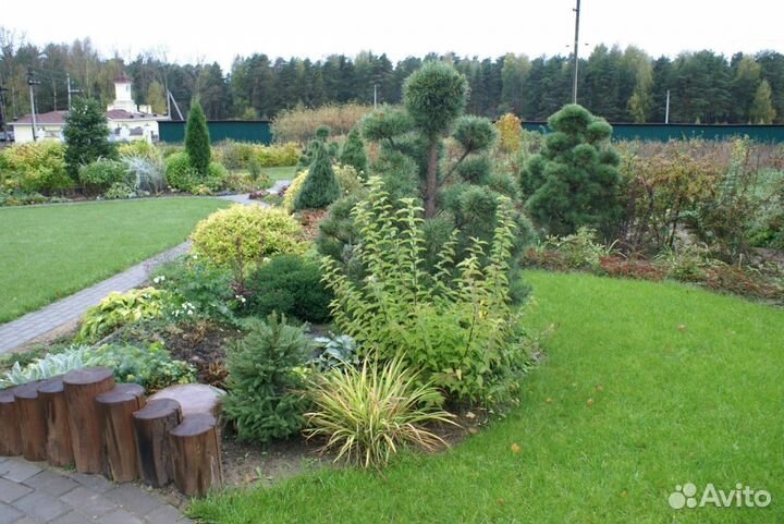 Хвойники для вашего сада