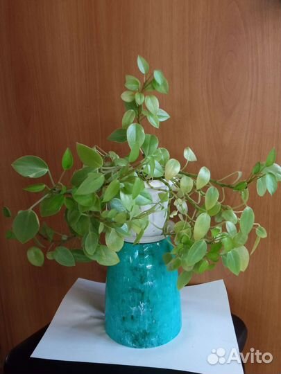 Пеперомия, индийский лук(лечебный)