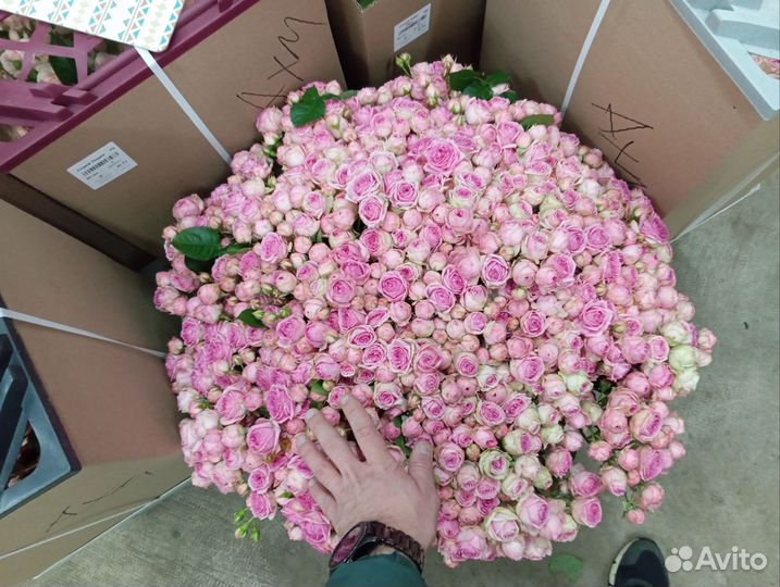 Кустовые розы