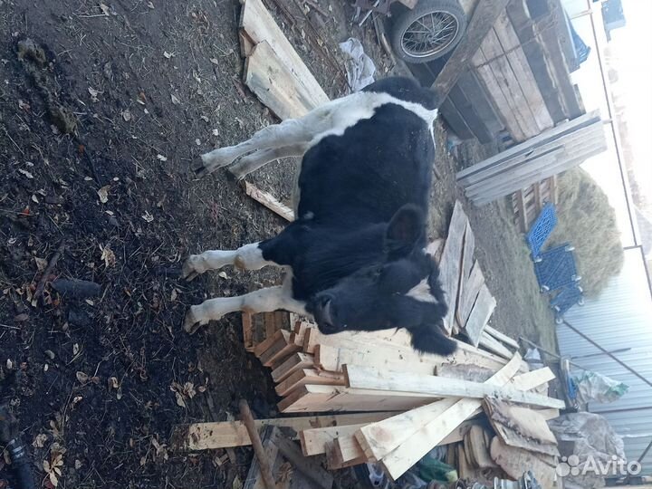 Бычок телёнок