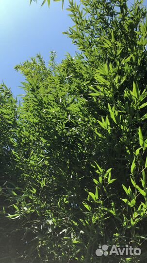 Листоколосник Биссета