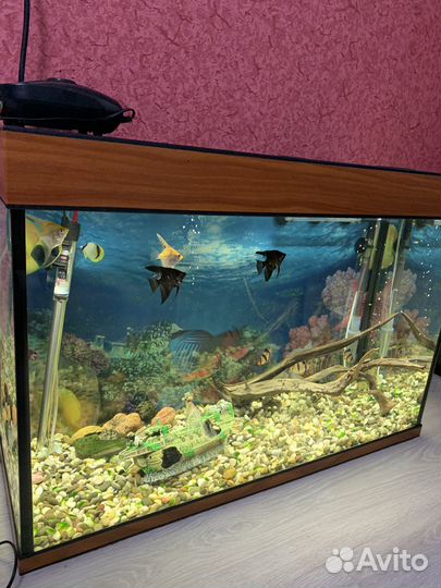 Аквариум