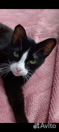 Котики бесплатно