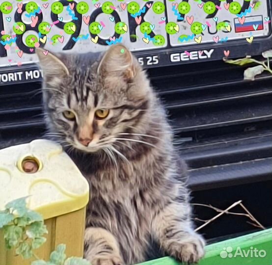 Котята бесплатно