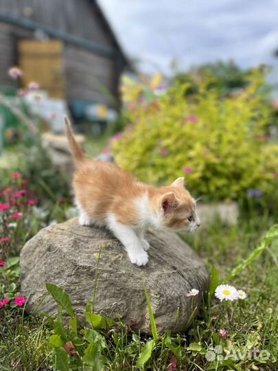 Котенок рыжик в добрые руки