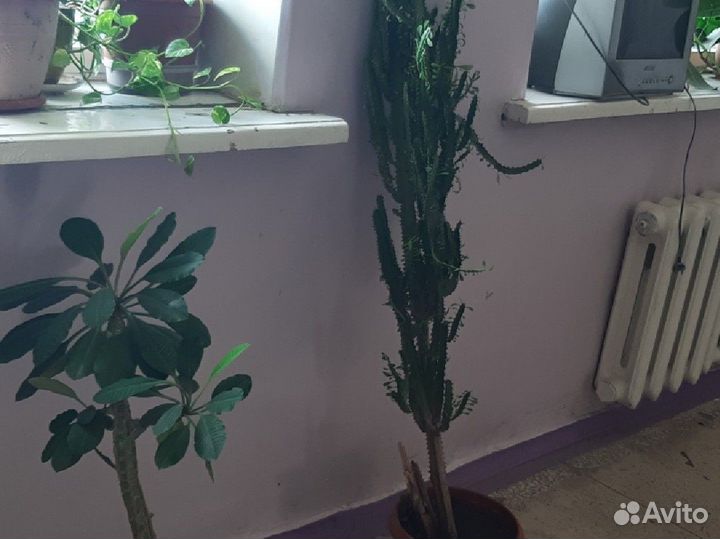 Комнатные растения цветы