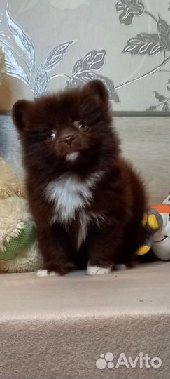 Померанский шпиц