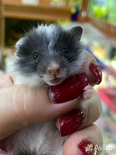 Сирийский хомяк малыш