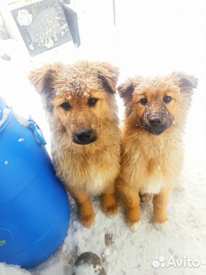 Щенки немецкой овчарки, ретривер и колли