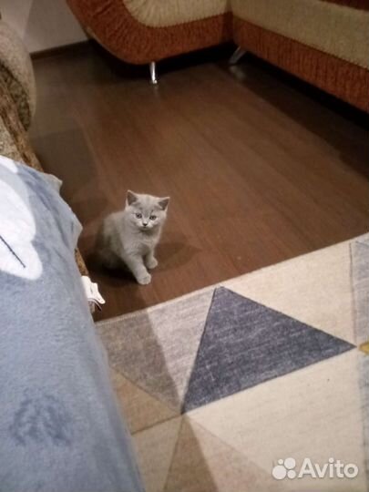 Британская