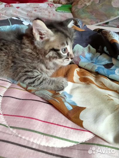 Котенок мальчик