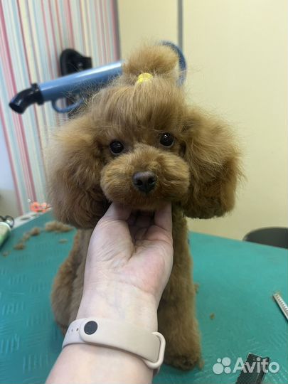 Стрижка собак и кошек, гигиена