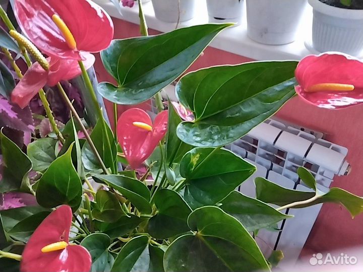 Антуриум красный