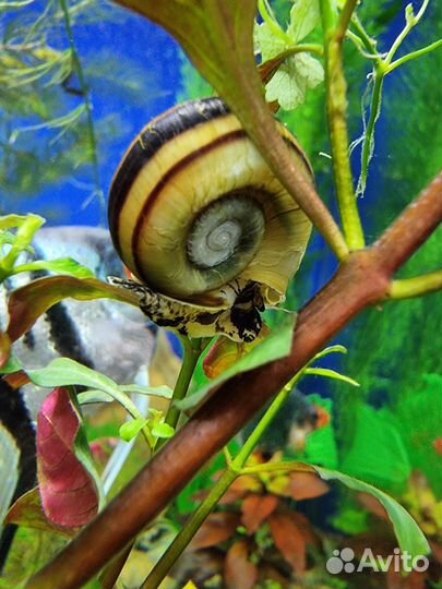 Улитки аквариумные