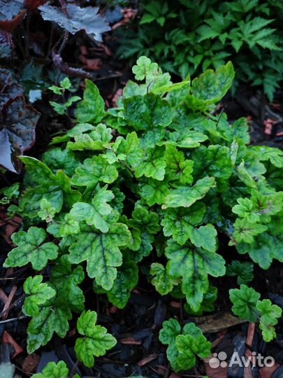 Гейхера сортовая