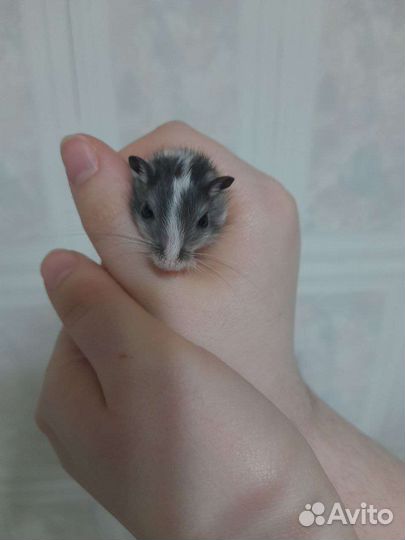 Монгольская песчанка