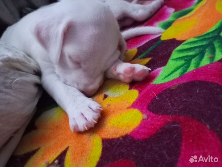 Продаются щенки далматина