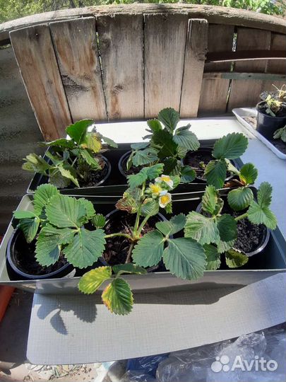 Усики клубники