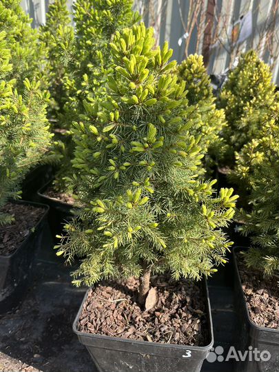 Ель канадская Коника,Дези вайт,Рэйнбоуз Энд