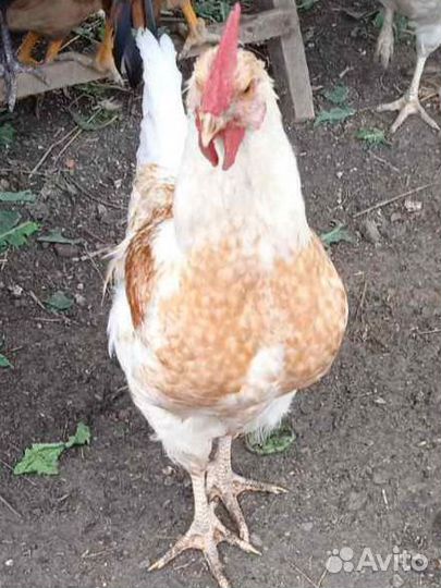 Молодые петухи