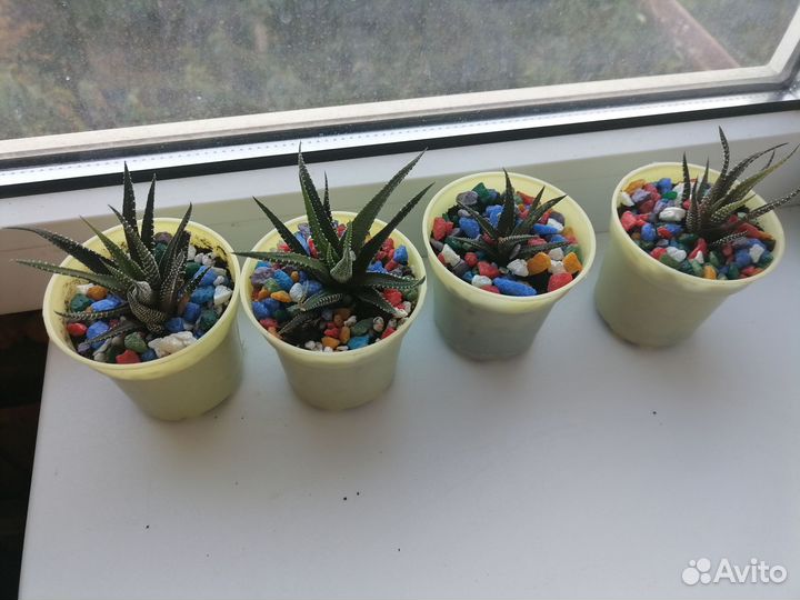 Хавортия полосатая