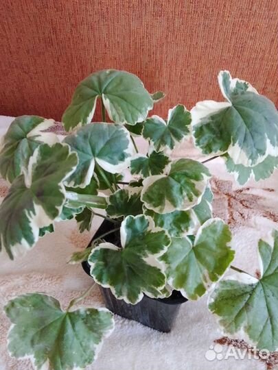 Пеларгонии королевские, бегонии