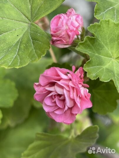 Пеларгония герань