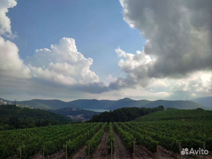 Индивидуальные экскурсии Анапа. Гид-историк