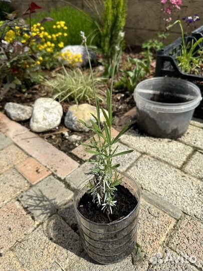 Розмарин ампельный и обычный