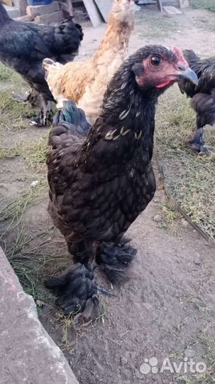 Молодые петушки Брама