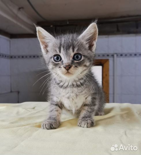 Котенок мальчик бесплатно