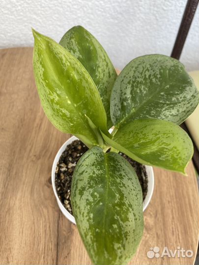 Аглаонема лимон минт