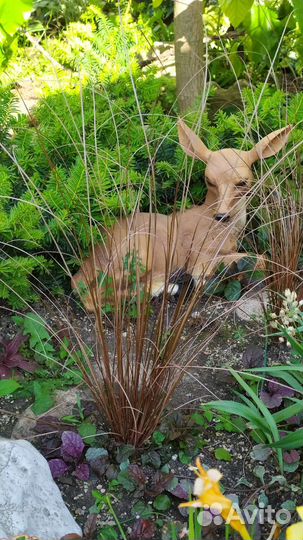 Лилейник, гибискусы, физостегия, аукуба