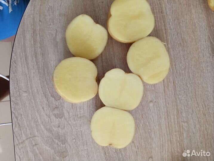 Продам картофель Коломбо