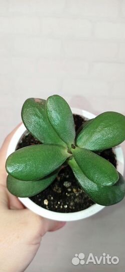 Толстянка или денежное дерево в горшке 0.2 л