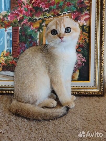 Шотландская